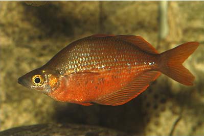 Glossolepis pseudoincisus